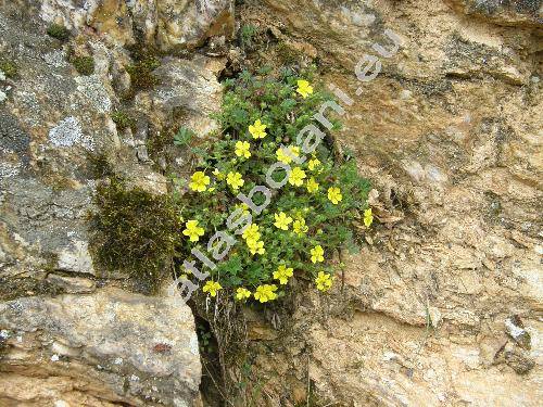 Potentilla collina Wibel (Potentilla arenaria x Potentilla argentea)