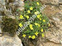 Potentilla collina Wibel (Potentilla arenaria x Potentilla argentea)