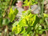 Euphorbia stricta L. (Tithymalus strictus (L.) Klotzsch et Garcke, Euphorbia serrulata Thuill.)