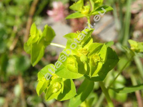 Euphorbia stricta L. (Tithymalus strictus (L.) Klotzsch et Garcke, Euphorbia serrulata Thuill.)