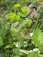 Euphorbia stricta L. (Tithymalus strictus (L.) Klotzsch et Garcke, Euphorbia serrulata Thuill.)