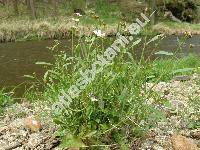 Cardaminopsis arenosa (L.) Hay. (Arabis arenosa (L.) Scop., Sisymbrium arenosum L.)