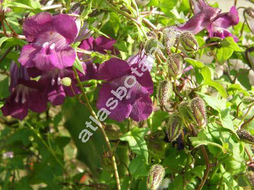 Asarina scandens (Asarina scandens (Cav.) Pennell, Maurandya, Lophospermum scandens Don)