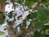 Plectranthus fruticosus (Plectranthus fruticosus L'Hr.)