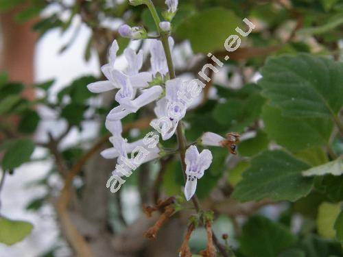 Plectranthus fruticosus (Plectranthus fruticosus L'Hr.)