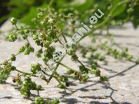 Chenopodium hybridum L.