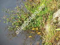 Persicaria hydropiper (L.) Delarbe (Polygonum hydropiper L.)