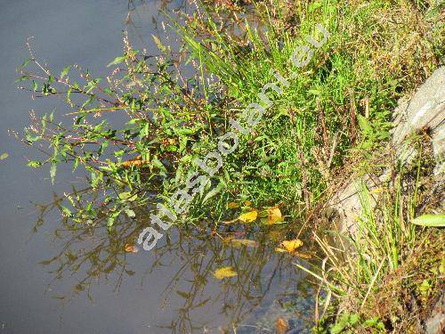 Persicaria hydropiper (L.) Delarbe (Polygonum hydropiper L.)