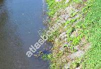 Persicaria hydropiper (L.) Delarbe (Polygonum hydropiper L.)