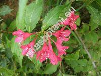 Weigela floribunda (Sieb. et Zucc) C. Koch (Diervilla floribunda Sieb. et Zucc.)