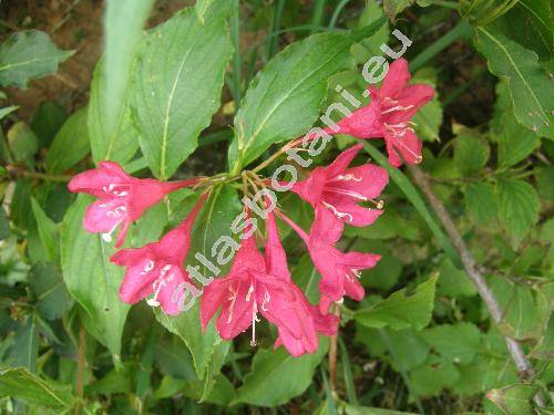 Weigela floribunda (Sieb. et Zucc) C. Koch (Diervilla floribunda Sieb. et Zucc.)