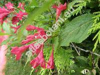 Weigela floribunda (Sieb. et Zucc) C. Koch (Diervilla floribunda Sieb. et Zucc.)