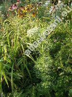 Ammi visnaga (L.) Lam. (Visnaga daucoides Gaertn.)