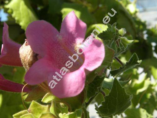 Asarina erubescens (D. Don) Pennel (Maurandya erubescens (Don) Gray, Lophospermum erubescens  Don)