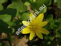 Ficaria verna Huds. subsp. bulbifera (Ficaria bulbifera Holub, Ranunculus ficaria  L. var. bulbifera, Ficaria verna auct.)