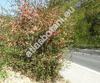 Chaenomeles speciosa (Sweet) Nakai (Chaenomeles lagenaria (Loisel.) Koidz., Chaenomeles x superba (Frahm.) Rehd, Cydonia speciosa Sweet, Pyrus)