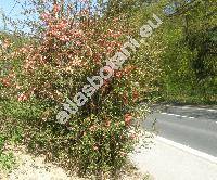 Chaenomeles speciosa (Sweet) Nakai (Chaenomeles lagenaria (Loisel.) Koidz., Chaenomeles x superba (Frahm.) Rehd, Cydonia speciosa Sweet, Pyrus)