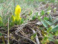 Chamaecytisus ratisbonensis (Schaeffer) Rothm. (Cytisus ratisbonensis Schaeffer, Tubocytisus biflorus (LHrit) Fourr., Cytisus supinus Crantz, Cytisus cinereus Host.)
