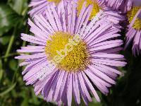 Erigeron x hybridus 'Dunkelste Aller'