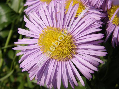 Erigeron x hybridus 'Dunkelste Aller'