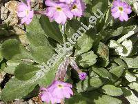 Primula halleri Gmel. (Primula longiflora All.)