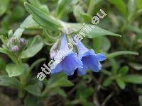 Lithodora diffusa Johnst. (Lithospermum diffusum Lag., Lithospermum prostratum Lois., Glandora)