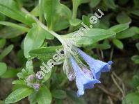 Lithodora diffusa Johnst. (Lithospermum diffusum Lag., Lithospermum prostratum Lois., Glandora)