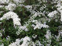 Spiraea x cinerea