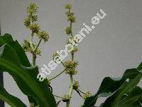 Dracaena fragrans 'Lindenii' (Aletris fragrans L.)