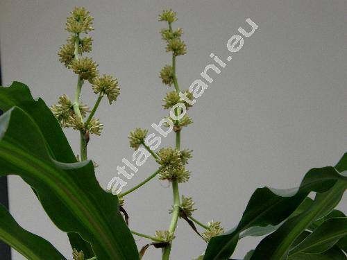 Dracaena fragrans 'Lindenii' (Aletris fragrans L.)