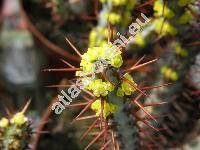 Euphorbia sekukuniensis (Euphorbia sekukuniensis Dyer, Tithymalus)