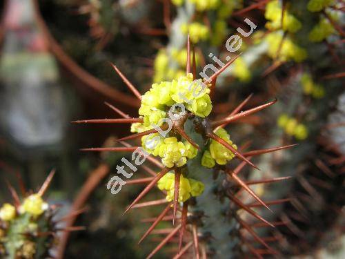 Euphorbia sekukuniensis (Euphorbia sekukuniensis Dyer, Tithymalus)