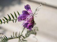 Vicia villosa subsp. varia (Host) Corb. (Vicia glabrescens (Koch) Heimerl, Vicia dasycarpa Ten.)