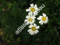 Pyrethrum corymbosum (L.) Scop. (Chrysanthemum corymbosum L. subsp. corymbosum, Tanacetum corymbosum (L.) Schlutz-Bip.)