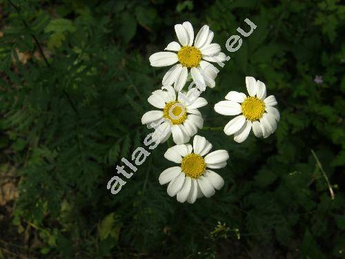 Pyrethrum corymbosum (L.) Scop. (Chrysanthemum corymbosum L. subsp. corymbosum, Tanacetum corymbosum (L.) Schlutz-Bip.)