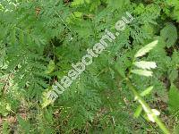 Pyrethrum corymbosum (L.) Scop. (Chrysanthemum corymbosum L. subsp. corymbosum, Tanacetum corymbosum (L.) Schlutz-Bip.)