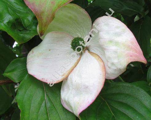 Cynoxylon japonicum Nakai (Dendrobenthamia japonica, Benthamidia japonica Sieb. et Zucc., Benthamia japonica Sieb. et Zucc., Swida, Eukrania)