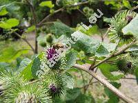 Arctium nemorosum Lej. (Arctium minus subsp. nemorosum (Lej.) Syme in Sowerby, Arctium macrospermum (Wallr.) Hayek)