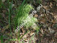 Equisetum sylvaticum L.