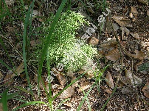 Equisetum sylvaticum L.