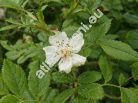 Rosa agrestis Savi (Rosa albiflora Opiz, Rosa sepium Thuill., Rosa  gizellae Bor.)
