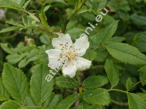 Rosa agrestis Savi (Rosa albiflora Opiz, Rosa sepium Thuill., Rosa  gizellae Bor.)
