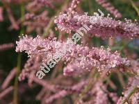 Tamarix ramosissima Ledeb. (Tamarix pentandra Pallas, Tamarix amurensis)