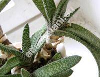 Aeschynanthus x splendidus T. Moore (Trichosporum, Aeschynanthus splendens Ldl.)