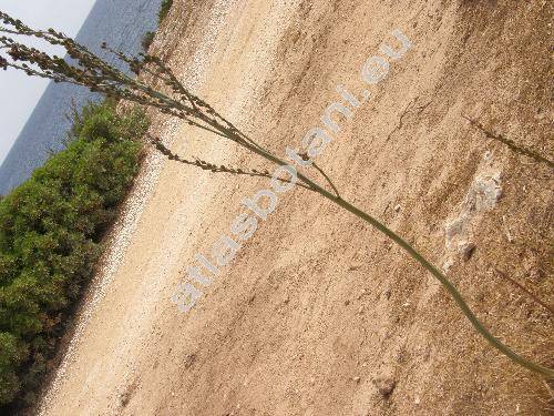 Asphodelus ramosus L.