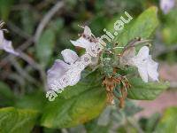 Teucrium fruticans L.