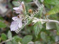 Teucrium fruticans L.