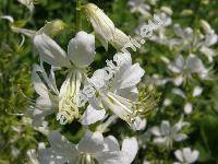 Dictamnus albus 'Albiflorus' (Dictamnus fraxinella Pers.)