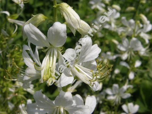 Dictamnus albus 'Albiflorus' (Dictamnus fraxinella Pers.)