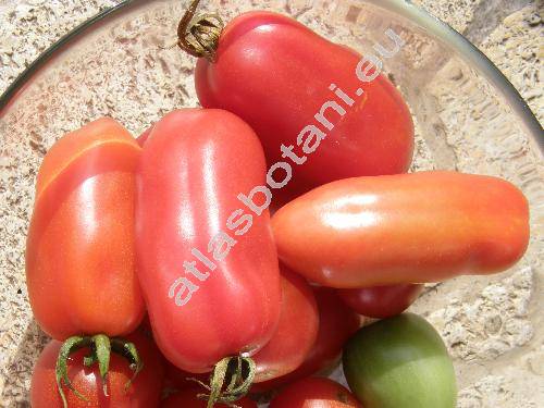 Solanum lycopersicum 'Vesuvio' (Lycopersicon esculentum Miller)